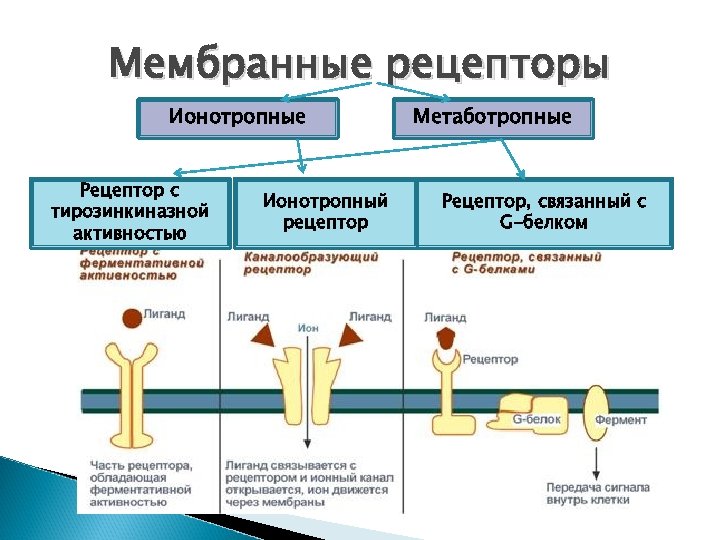 Мембранные рецепторы Ионотропные Рецептор с тирозинкиназной активностью Ионотропный рецептор Метаботропные Рецептор, связанный с G-белком