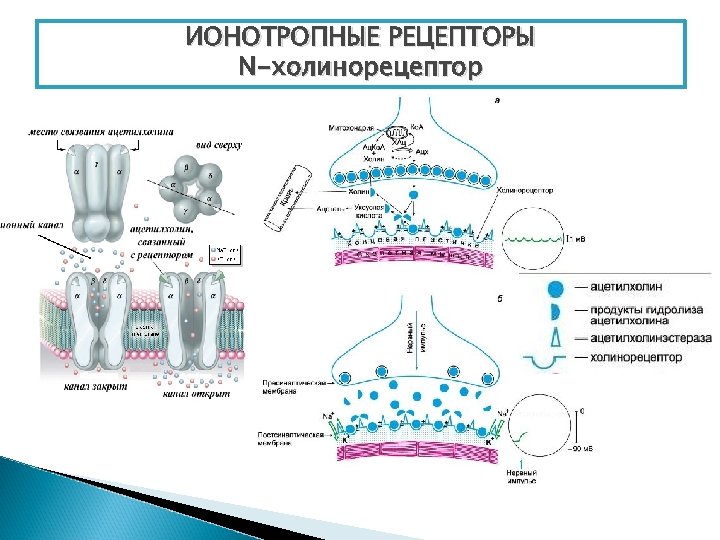 ИОНОТРОПНЫЕ РЕЦЕПТОРЫ N-холинорецептор 