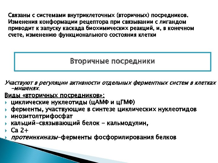 Связаны с системами внутриклеточных (вторичных) посредников. Изменения конформации рецептора при связывании с лигандом приводит