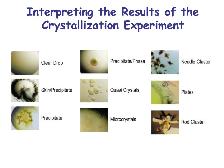 Interpreting the Results of the Crystallization Experiment 