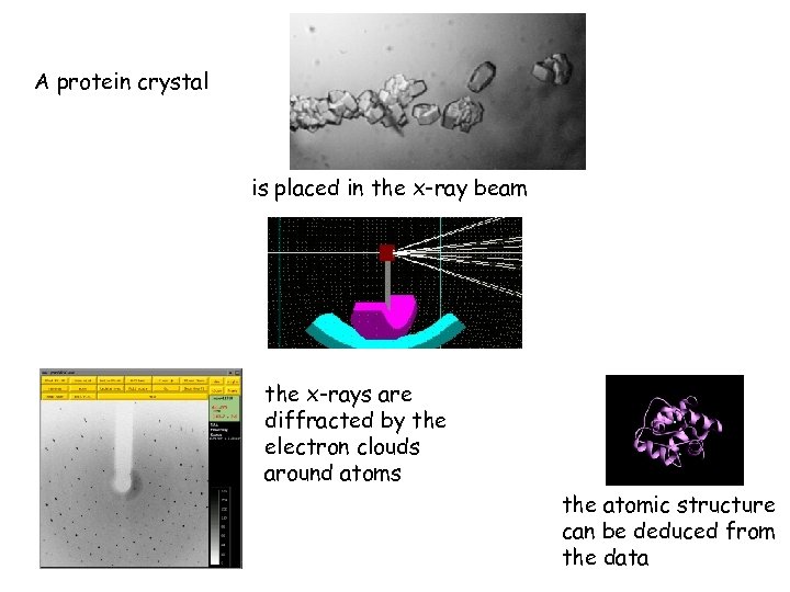 A protein crystal is placed in the x-ray beam the x-rays are diffracted by