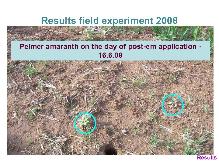 Results field experiment 2008 Pelmer amaranth on the day of post-em application 16. 6.