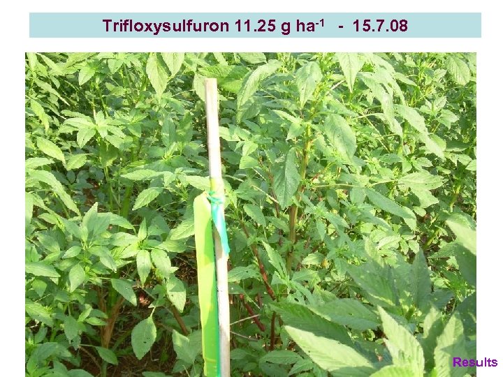 Trifloxysulfuron 11. 25 g ha-1 - 15. 7. 08 Results 