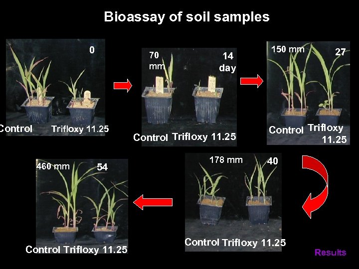 Bioassay of soil samples 0 Control 70 mm Trifloxy 11. 25 460 mm 54