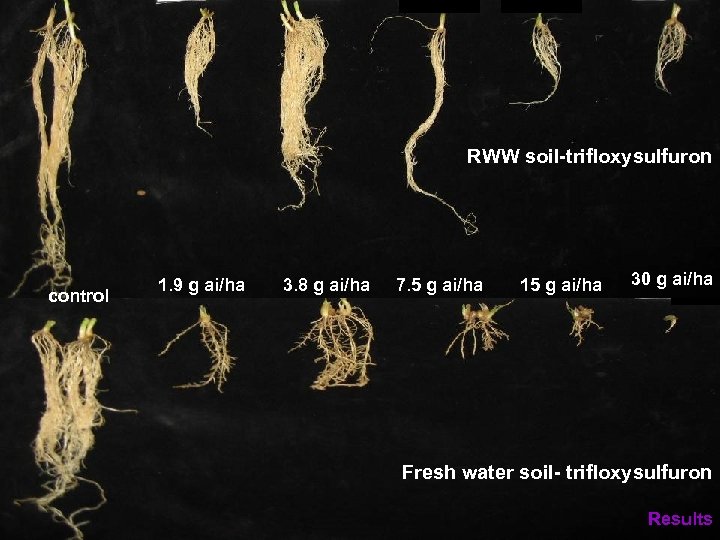 RWW soil-trifloxysulfuron control 1. 9 g ai/ha 3. 8 g ai/ha 7. 5 g