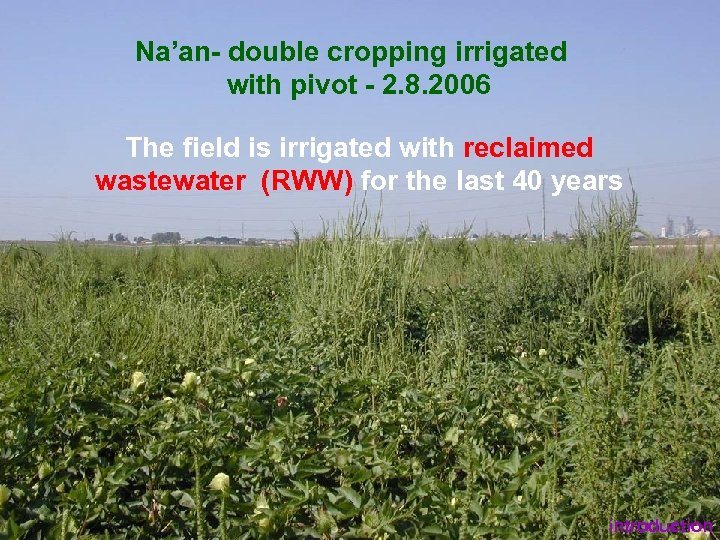 Na’an- double cropping irrigated with pivot - 2. 8. 2006 The field is irrigated
