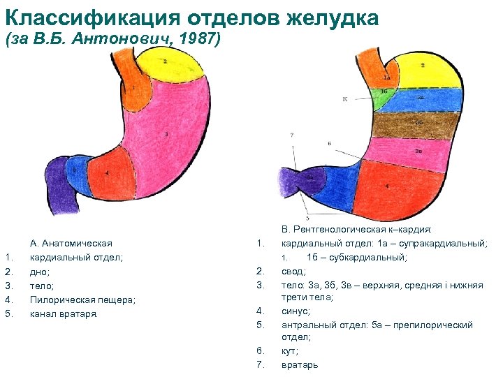 Классификация отделов желудка (за В. Б. Антонович, 1987) 1. 2. 3. 4. 5. A.