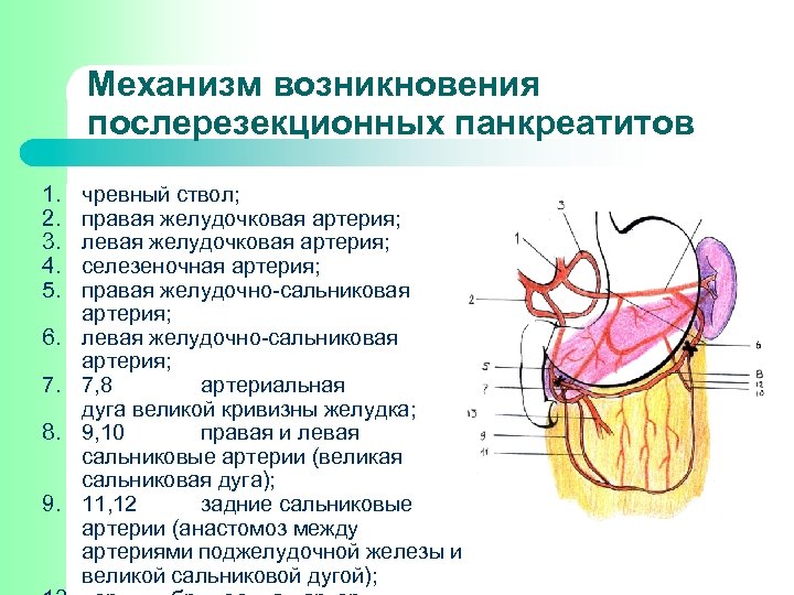 Механизм возникновения послерезекционных панкреатитов 1. 2. 3. 4. 5. 6. 7. 8. 9. чревный