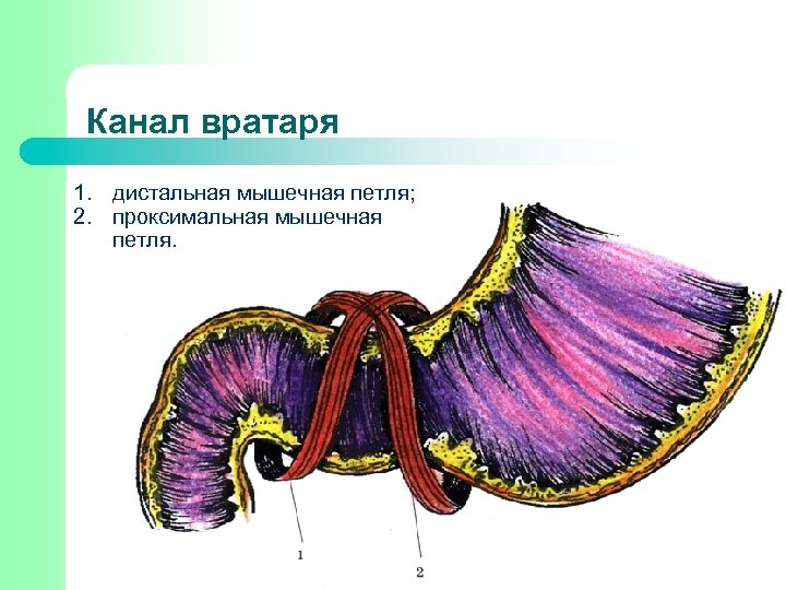 Канал вратаря 1. дистальная мышечная петля; 2. проксимальная мышечная петля. 