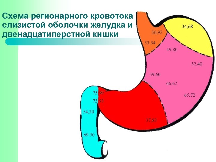 Схема регионарного кровотока слизистой оболочки желудка и двенадцатиперстной кишки 