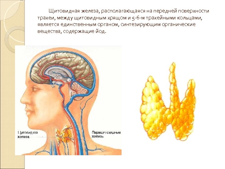 Щитовидная железа, располагающаяся на передней поверхности трахеи, между щитовидным хрящом и 5 -6 -м