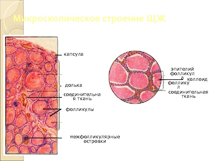 Микроскопическое строение ЩЖ капсула долька соединительна я ткань фолликулы межфолликулярные островки эпителий фолликул а