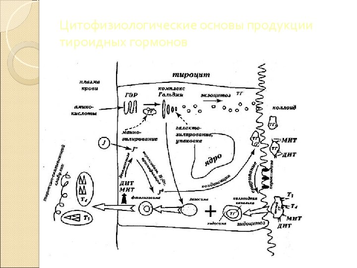 Цитофизиологические основы продукции тироидных гормонов 