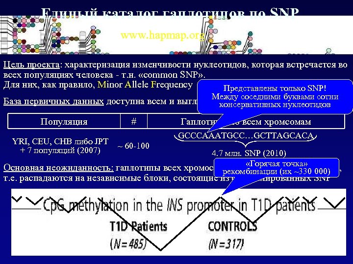 Единый каталог гаплотипов по SNP www. hapmap. org Цель проекта: характеризация изменчивости нуклеотидов, которая