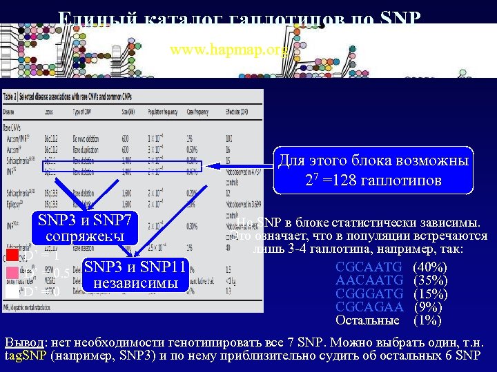 Единый каталог гаплотипов по SNP www. hapmap. org Для этого блока возможны 27 =128