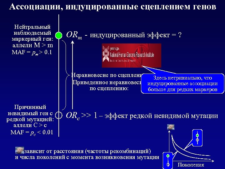 Ассоциации, индуцированные сцеплением генов Нейтральный наблюдаемый маркерный ген: аллели M > m MAF =