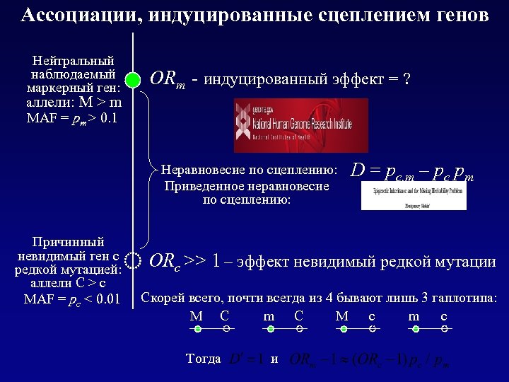Ассоциации, индуцированные сцеплением генов Нейтральный наблюдаемый маркерный ген: аллели: M > m MAF =