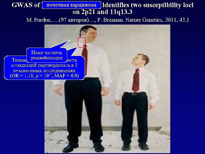 почечная карцинома GWAS of renal cell carcinoma identifies two susceptibility loci on 2 p