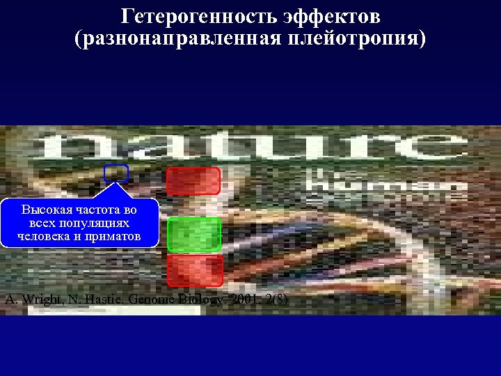 Гетерогенность эффектов (разнонаправленная плейотропия) Высокая частота во всех популяциях человека и приматов A. Wright,