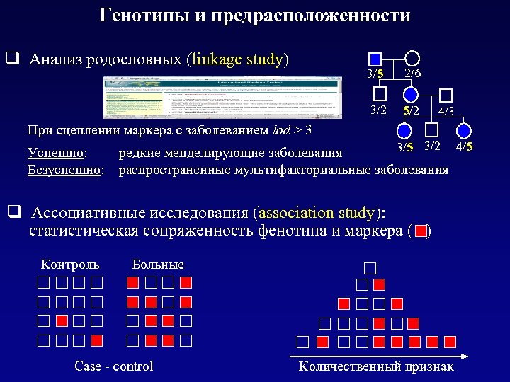 Генотипы и предрасположенности q Анализ родословных (linkage study) 3/5 2/6 3/2 5/2 4/3 При