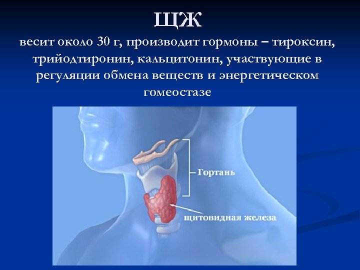 ЩЖ весит около 30 г, производит гормоны – тироксин, трийодтиронин, кальцитонин, участвующие в регуляции