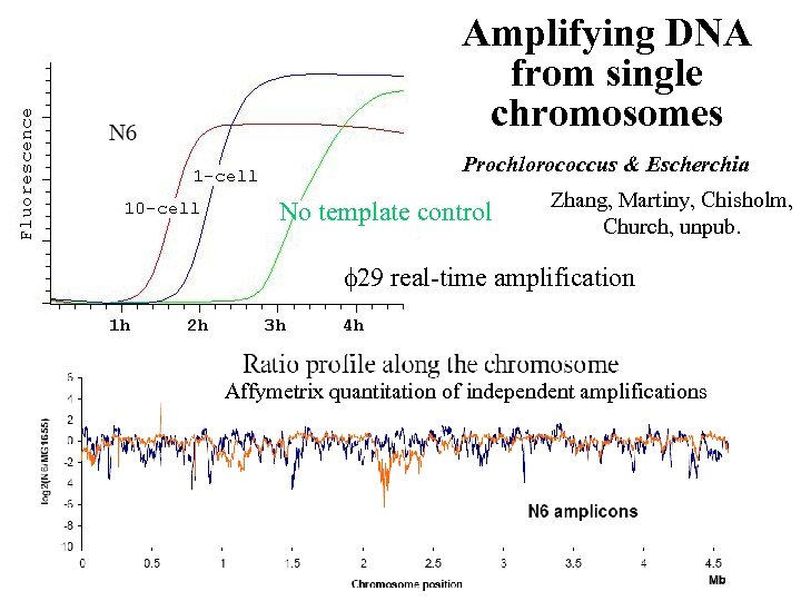 Amplifying DNA from single chromosomes Prochlorococcus & Escherchia No template control Zhang, Martiny, Chisholm,