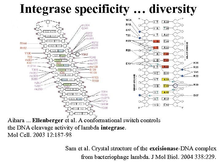 Integrase specificity … diversity Aihara. . . Ellenberger et al. A conformational switch controls