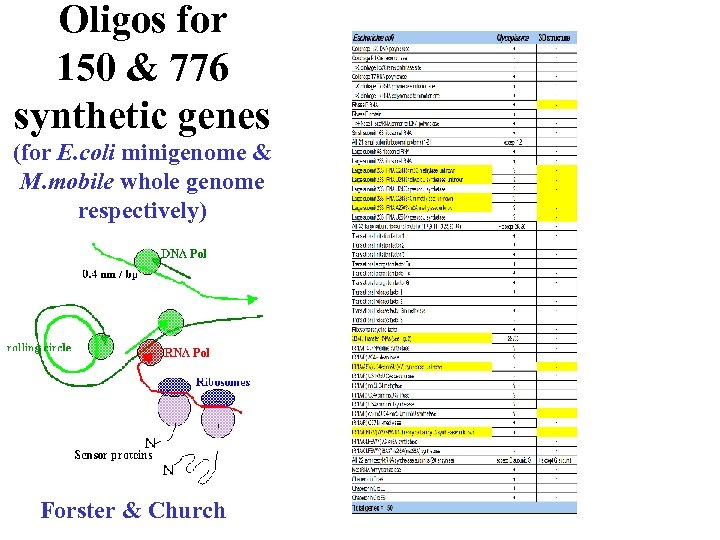 Oligos for 150 & 776 synthetic genes (for E. coli minigenome & M. mobile