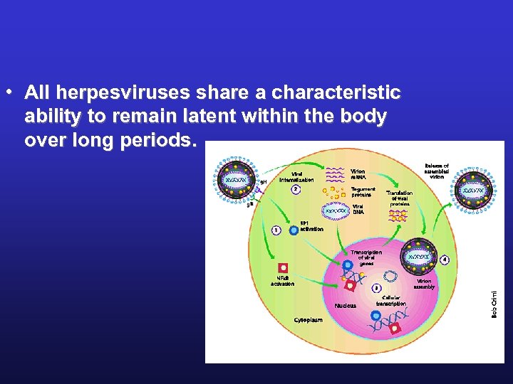  • All herpesviruses share a characteristic ability to remain latent within the body