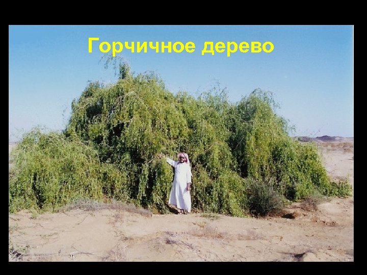 Горчичное дерево 