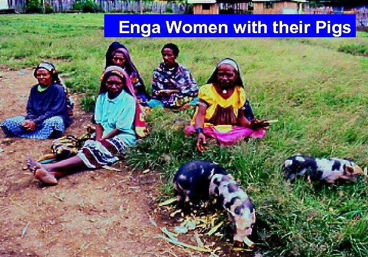 Enga Women with their Pigs 