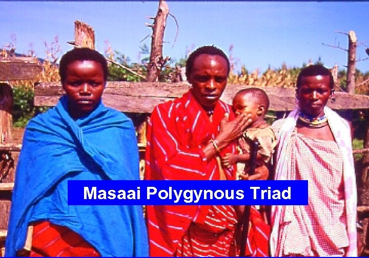 Masaai Polygynous Triad 