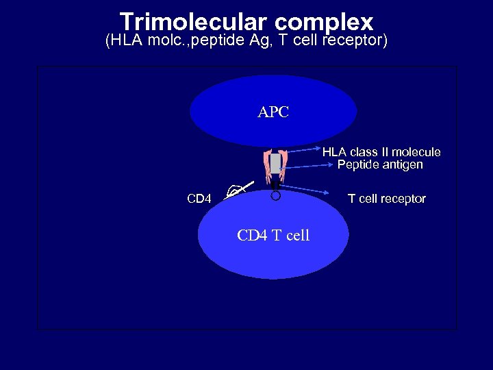 Trimolecular complex (HLA molc. , peptide Ag, T cell receptor) APC CD 4 T