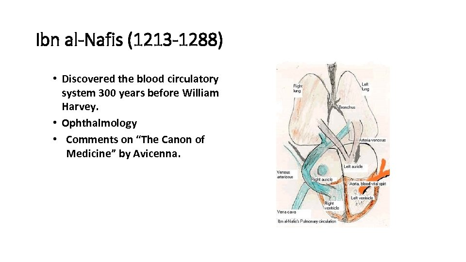 Ibn al-Nafis (1213 -1288) • Discovered the blood circulatory system 300 years before William