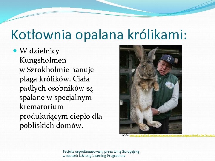 Kotłownia opalana królikami: W dzielnicy Kungsholmen w Sztokholmie panuje plaga królików. Ciała padłych osobników