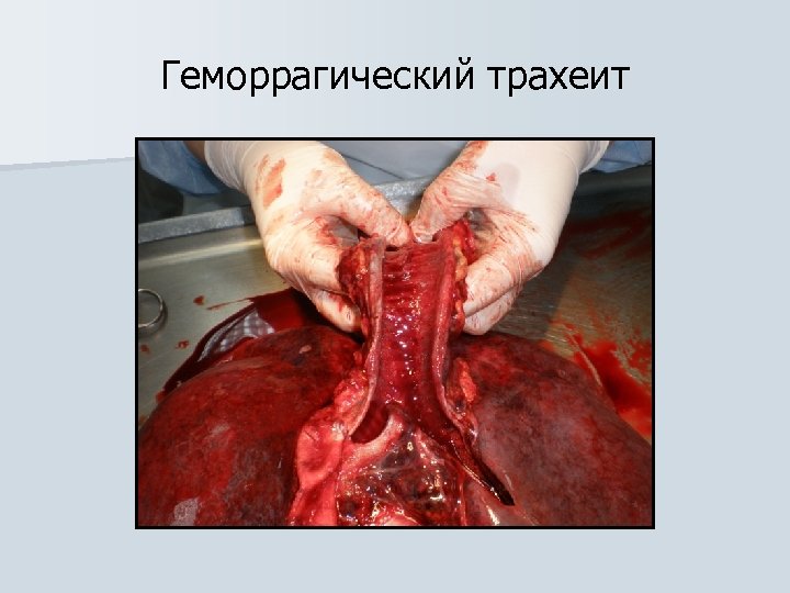 Геморрагический трахеит 