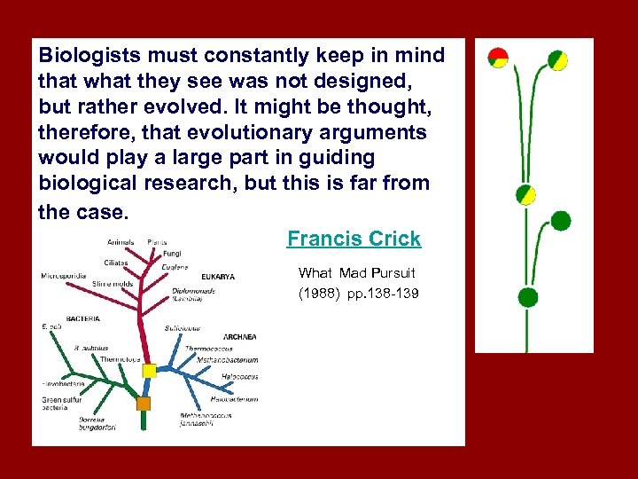 Biologists must constantly keep in mind that what they see was not designed, but