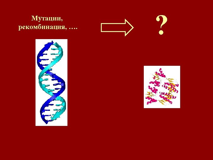 Мутации, рекомбинация, …. ? 