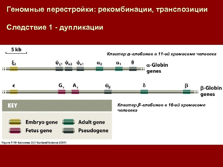 Геномные перестройки: рекомбинации, транспозиции Следствие 1 - дупликации Кластер –глобинов в 11 -ой хромосоме