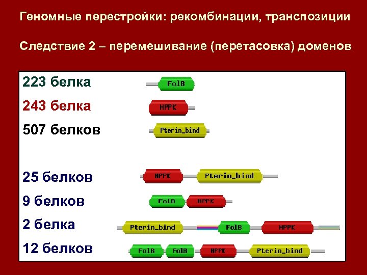 Геномные перестройки: рекомбинации, транспозиции Следствие 2 – перемешивание (перетасовка) доменов 223 белка 243 белка