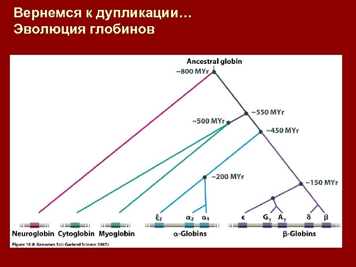 Вернемся к дупликации… Эволюция глобинов 