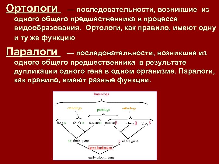 Ортологи — последовательности, возникшие из одного общего предшественника в процессе видообразования. Ортологи, как правило,