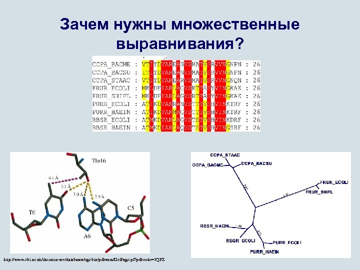 Зачем нужны множественные выравнивания? http: //www. ebi. ac. uk/thornton-srv/databases/cgi-bin/pdbsum/Get. Page. pl? pdbcode=1 QPZ 