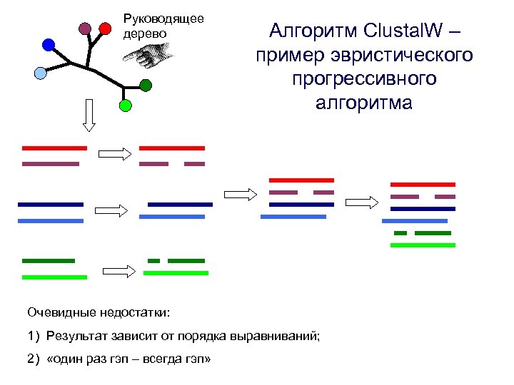 Руководящее дерево Алгоритм Clustal. W – пример эвристического прогрессивного алгоритма Очевидные недостатки: 1) Результат