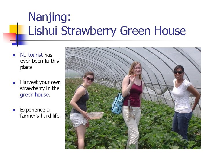 Nanjing: Lishui Strawberry Green House n n n No tourist has ever been to