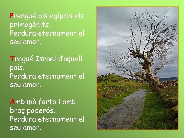 Prengué als egipcis els primogènits. Perdura eternament el seu amor. Tragué Israel d’aquell país.