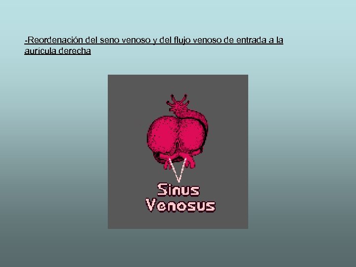 -Reordenación del seno venoso y del flujo venoso de entrada a la aurícula derecha