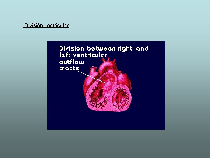 -División ventricular: 