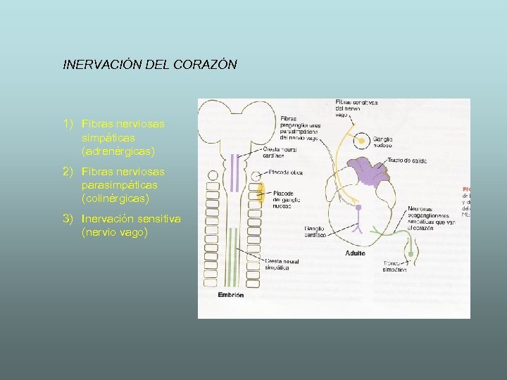 INERVACIÓN DEL CORAZÓN 1) Fibras nerviosas simpáticas (adrenérgicas) 2) Fibras nerviosas parasimpáticas (colinérgicas) 3)