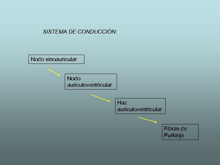 SISTEMA DE CONDUCCIÓN: Nodo sinoauricular Nodo auriculoventricular Haz auriculoventricular Fibras de Purkinje 